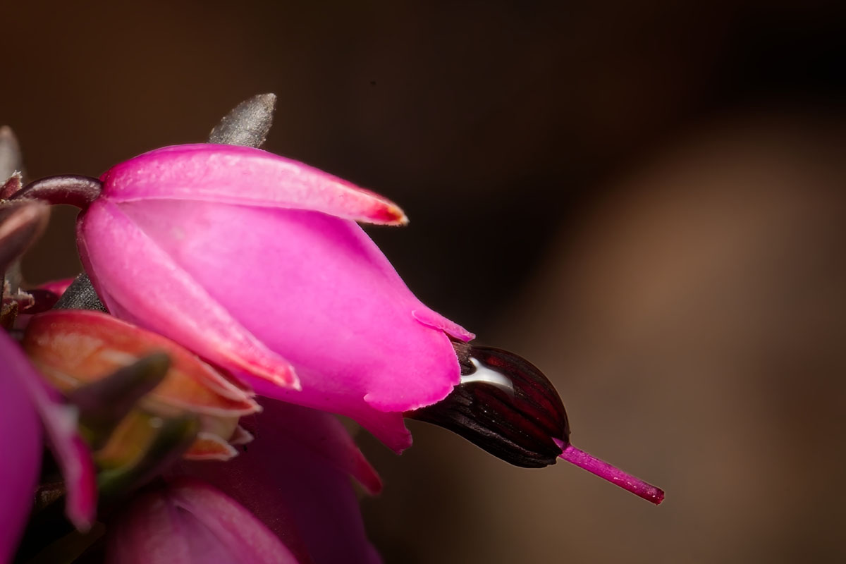 Photographing Flowers in ON1