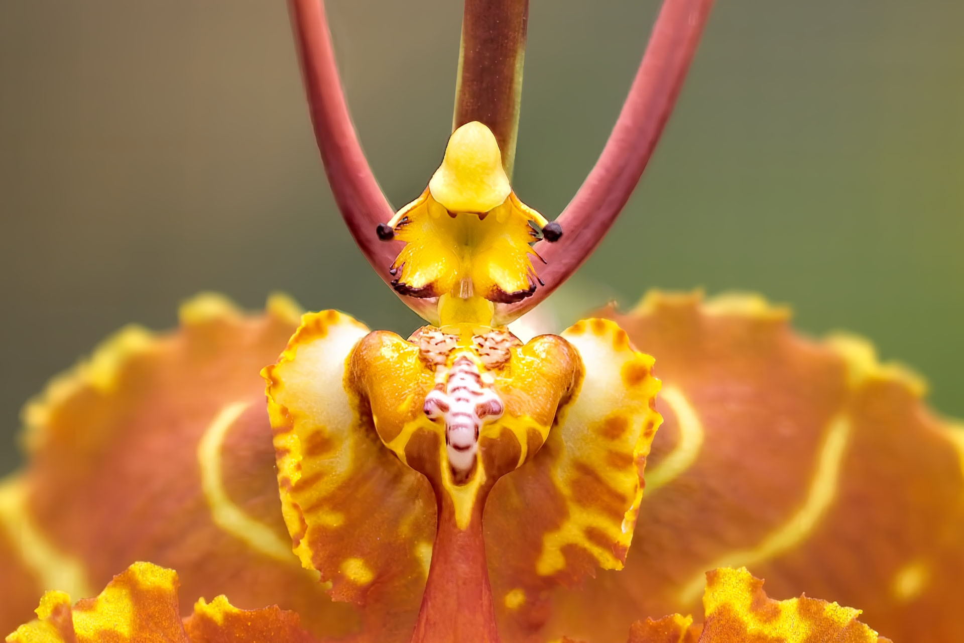 Photographing Flowers in ON1