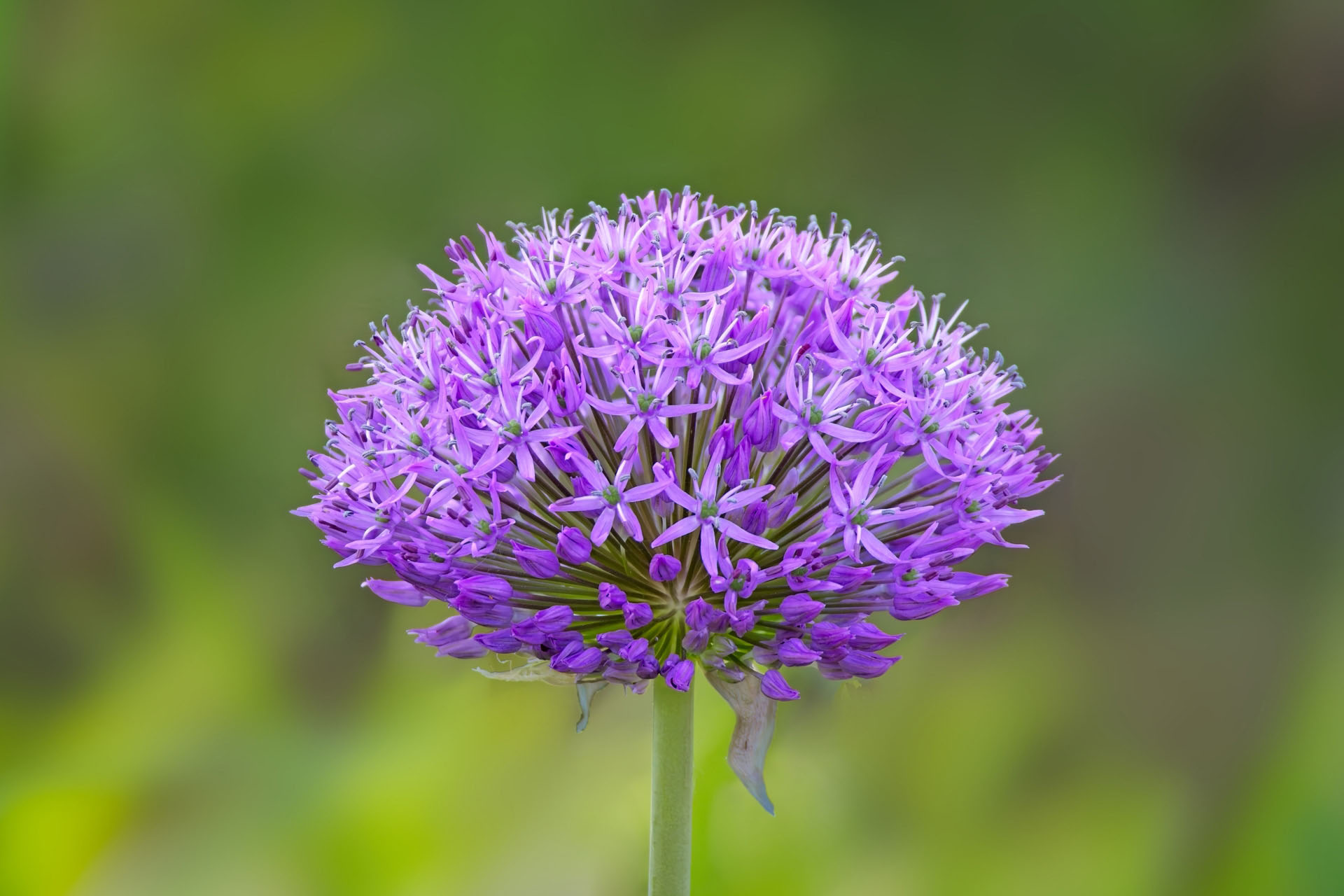 Photographing Flowers in ON1