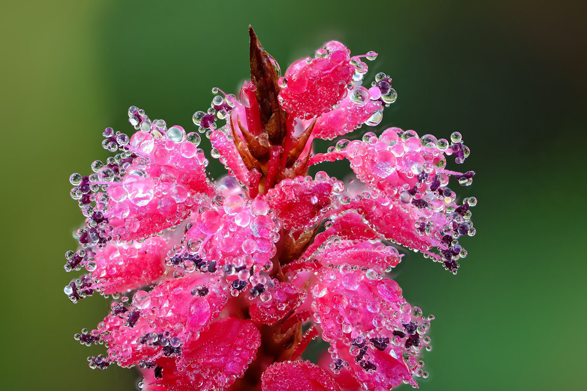 Photographing Flowers in ON1